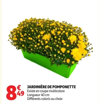 Jardinière de pomponette