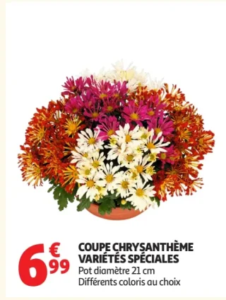 Coupe chrysanthème variétés spéciales