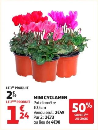 Mini cyclamen