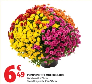 Pomponette multicolore