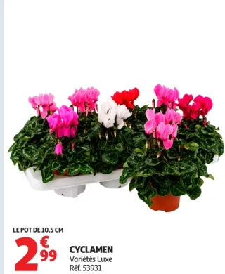 Cyclamen Variétés Luxe