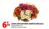 Coupe chrysanthème variétés spéciales