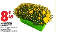 Jardinière de pomponette