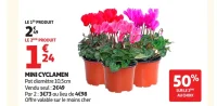 Mini cyclamen