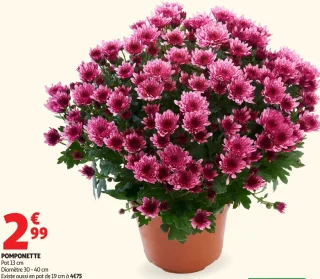 Fleur Pomponette pot 13 cm