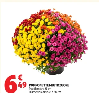 Pomponette multicolore