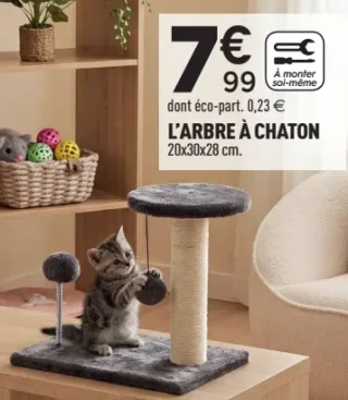 L'arbre à chaton