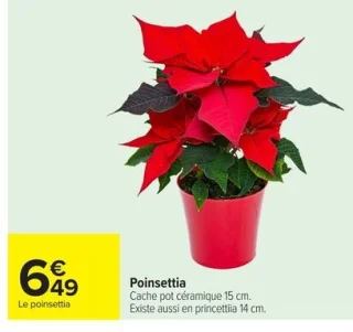 Poinsettia