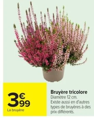 Bruyère tricolore