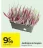 Promo Jardinière de bruyère