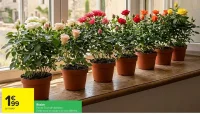 Rosier