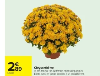 Chrysanthème 15 cm