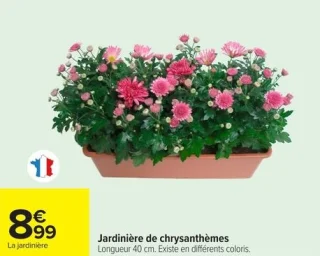 Jardinière de chrysanthèmes 40 cm