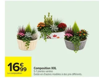 Composition XXL plantes variées