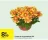 Promo Coupe de chrysanthème XXL 27 cm