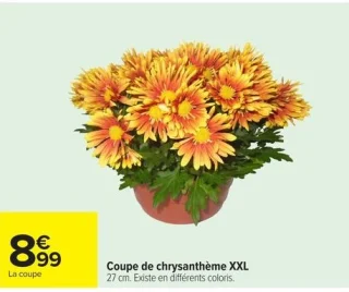 Coupe de chrysanthème XXL 27 cm