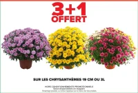 Chrysanthèmes 19 cm ou 3L