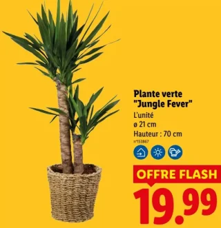 Plante verte "Jungle Fever"