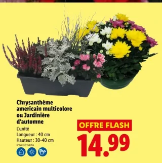 Chrysanthème americain multicolore ou Jardinière d'automne