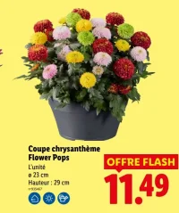 Coupe chrysanthème Flower Pops