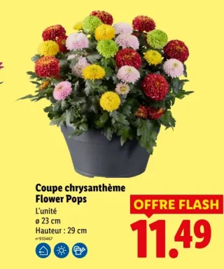 Coupe chrysanthème Flower Pops