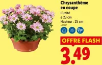 Chrysanthème en coupe
