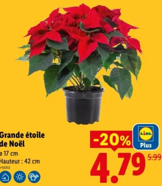 Grande étoile de Noël