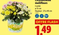 Chrysanthème multifleurs
