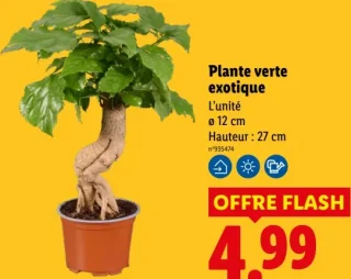 Plante verte exotique