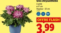 Gros chrysanthème