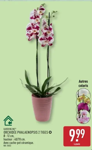 Orchidée Phalaenopsis 2 tiges GARDENLINE®