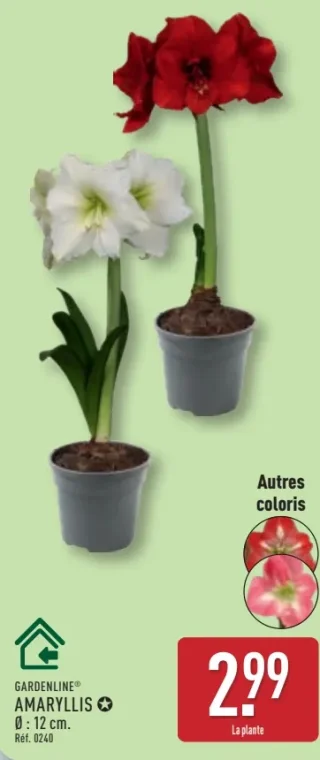 Amaryllis Gardenline