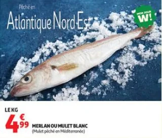  merlan ou mulet blanc