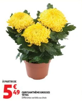 Chrysanthème grosses têtes