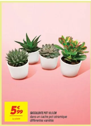 Succulente pot 10.5 cm dans un cache pot céramique différentes variétés