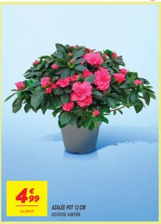 Azalée pot 12 cm coloris variés