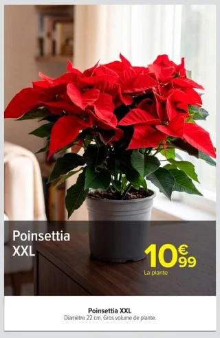Poinsettia XXL