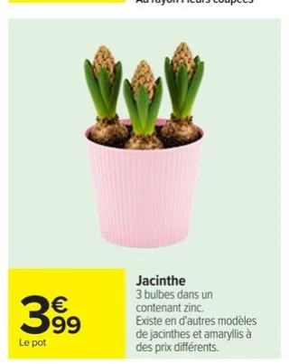 Jacinthe
