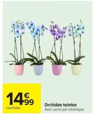 Orchidée teintée