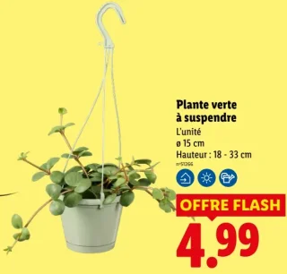 Plante verte à suspendre