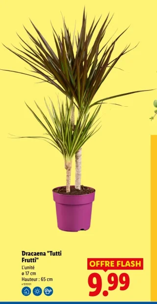 Dracaena "Tutti Frutti"