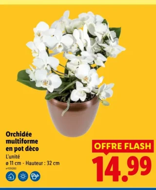 Orchidée multiforme en pot déco