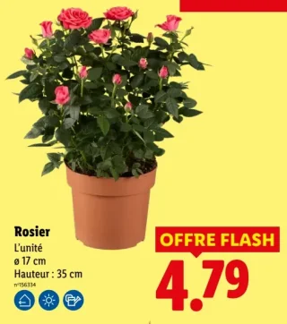 Rosier