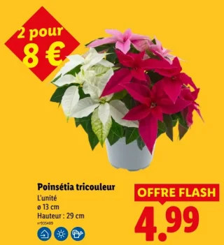 Poinsettia tricolore